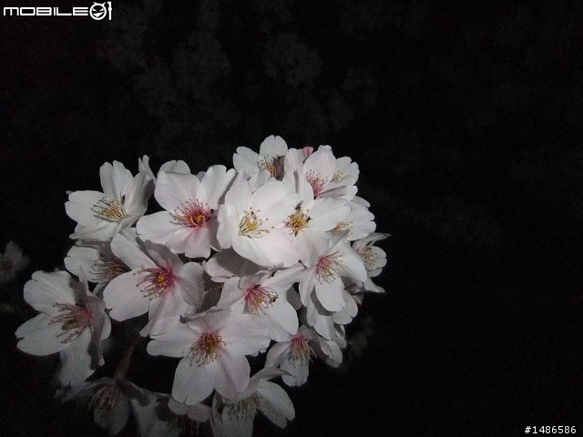 賞櫻花