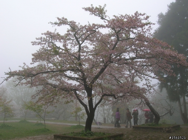 2011-0326阿里山霧中獨騎