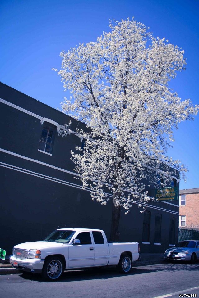 2011春假Memphis-New Orleans-Pensacola 旅行