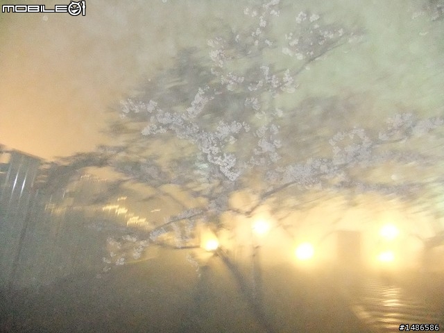 賞櫻花