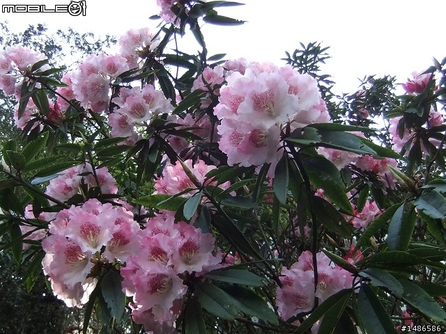 賞櫻花