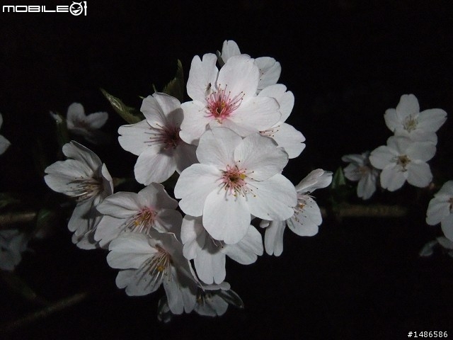 賞櫻花