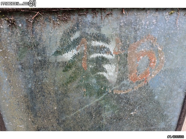 賞櫻花