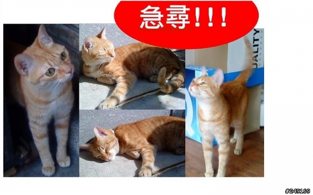 [協尋] 台北大安區/黃色虎斑貓/戴粉紅色頸圈