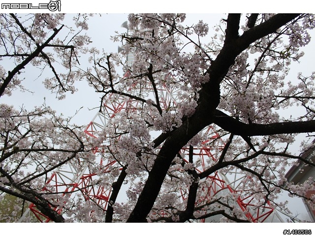 賞櫻花