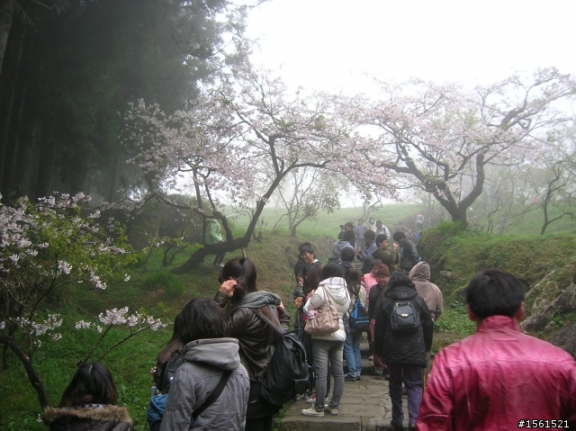 2011-0326阿里山霧中獨騎