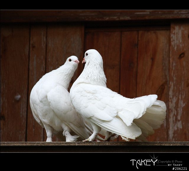 [介紹]輕便的花鳥生態鏡-小小黑(70-300mm IS USM)