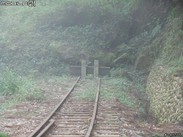 賞櫻花