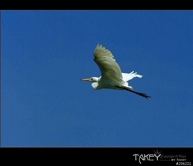 [介紹]輕便的花鳥生態鏡-小小黑(70-300mm IS USM)