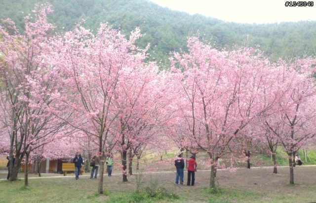 分享瑪爾Go武陵農場賞櫻花
