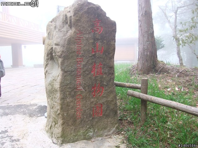 賞櫻花