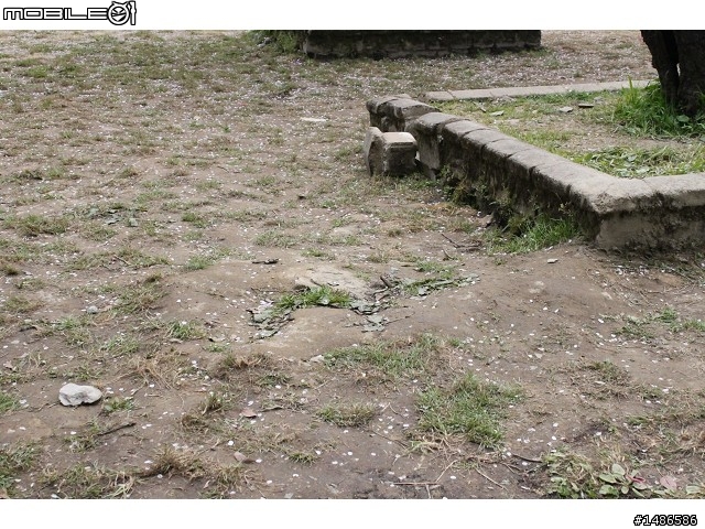賞櫻花