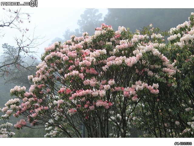 賞櫻花