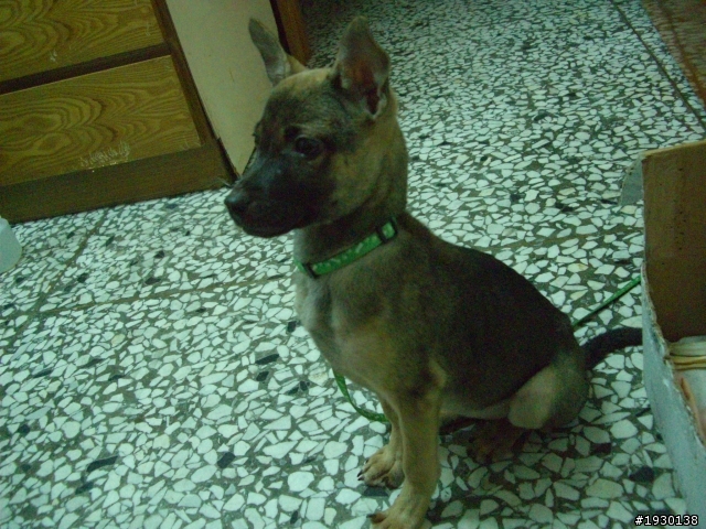 [台中] 中型犬 5個月大幼犬ｋｉｋｉ