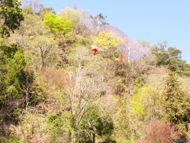 佛克司之油耗天堂與地獄~之賞櫻之旅(天堂地獄又回人間)
