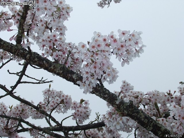 賞櫻花