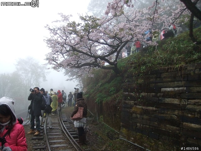 賞櫻花