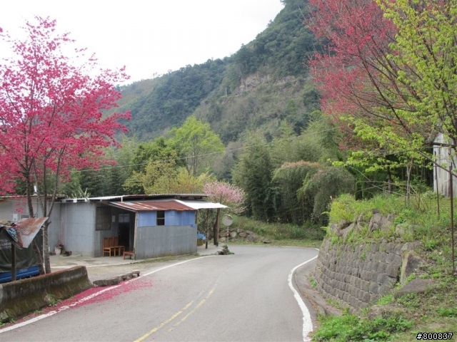 新竹五峰+尖石兩日遊(更新完成)