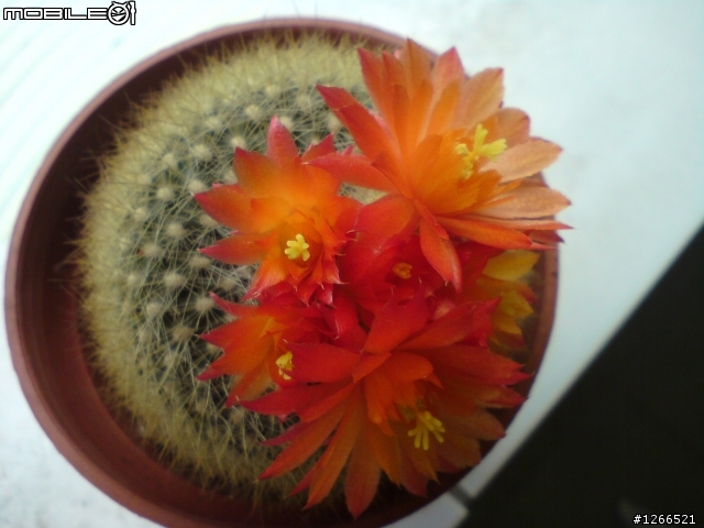 小小仙人掌開花囉!