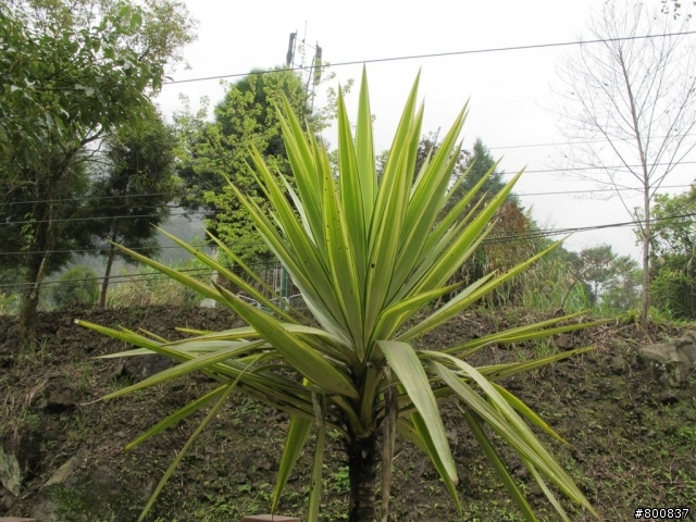新竹五峰+尖石兩日遊(更新完成)