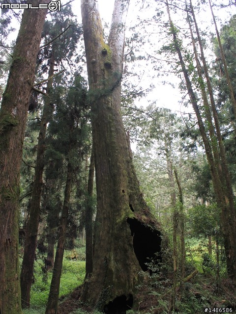 賞櫻花