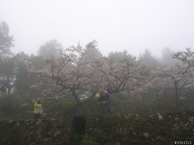 2011-0326阿里山霧中獨騎