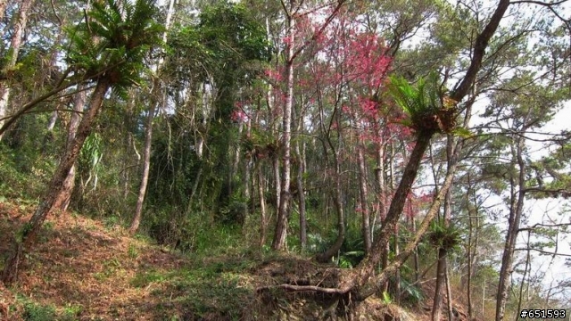 20110226來去高雄寶來小關山林道off road