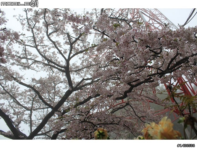 賞櫻花