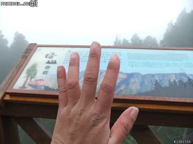 賞櫻花