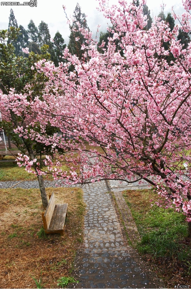 3/4更新完結~追隨p妹的腳步其實只有一小步並不是p妹的一大步及泥土與雨水淬煉的小紅.... 2/24當天來回~武陵農場與櫻花的對話