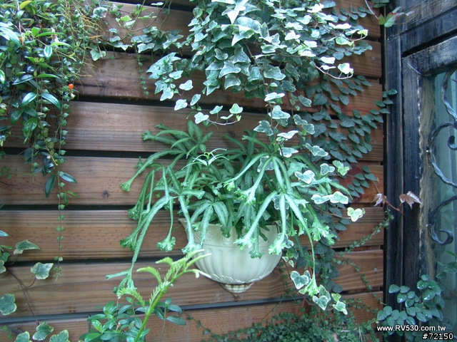 庭院。花草。家