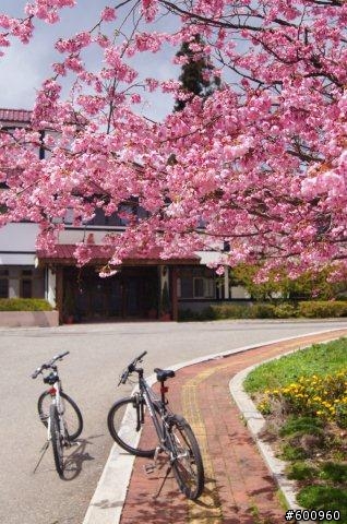 避開人群 福壽山賞桃花