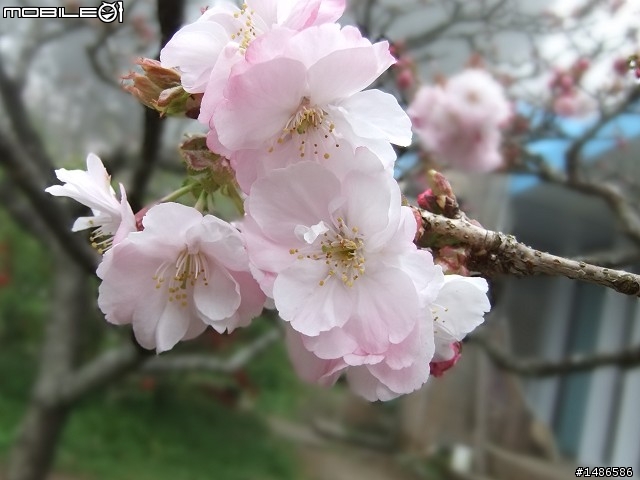 賞櫻花