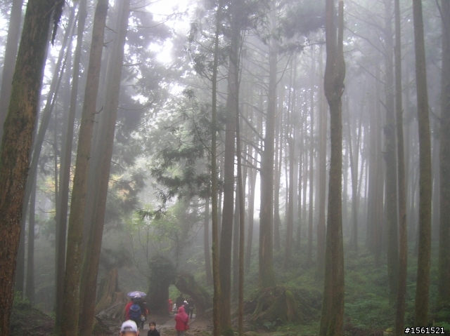 2011-0326阿里山霧中獨騎
