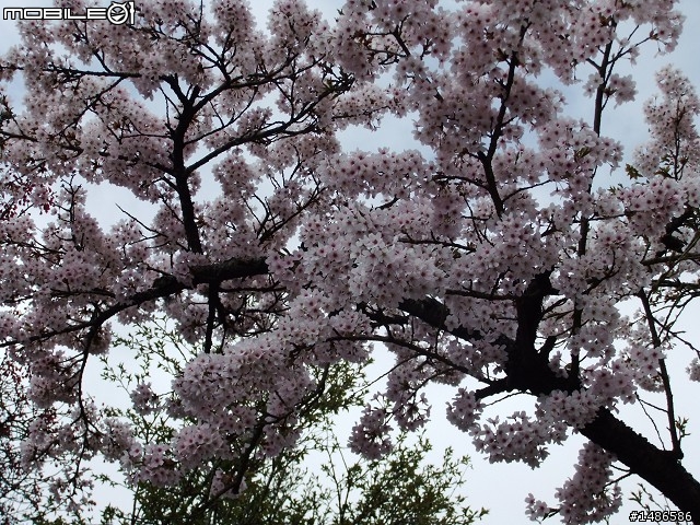 賞櫻花
