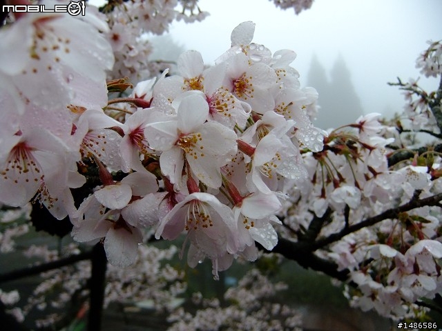 賞櫻花