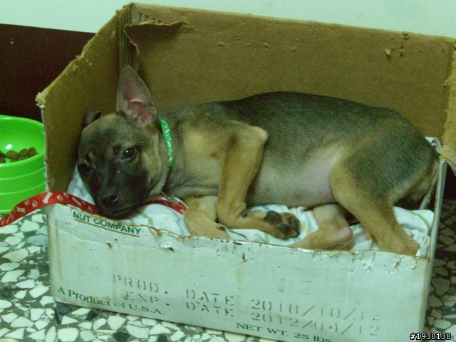 [台中] 中型犬 5個月大幼犬ｋｉｋｉ