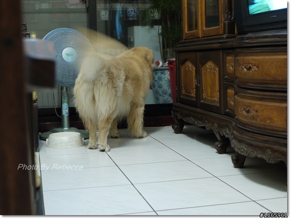 動物好難拍,還是我不會調