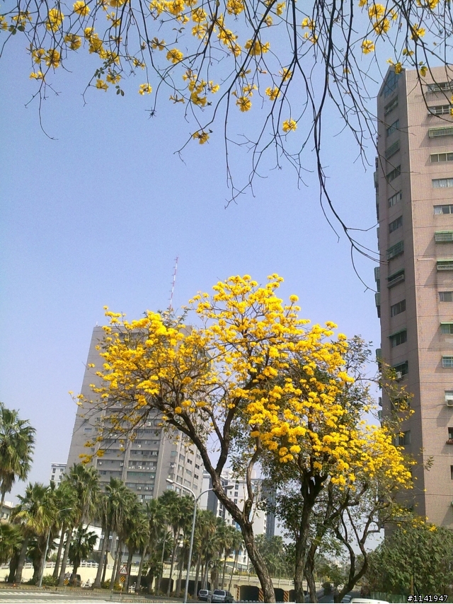 這幾天我都在門口賞花''喝咖啡'''
