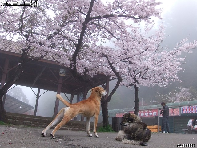 賞櫻花