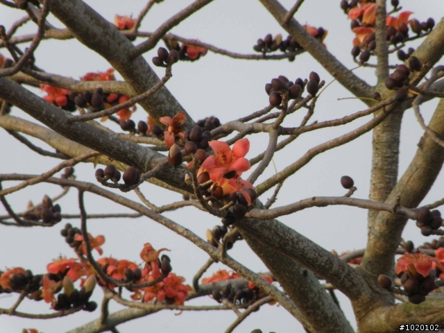 [分享]20110312林初埤木棉花道