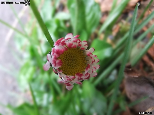 賞櫻花