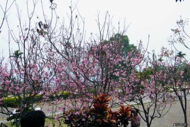 去騎摩拖車吧~之尋找南部櫻花篇