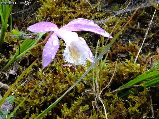 賞櫻花