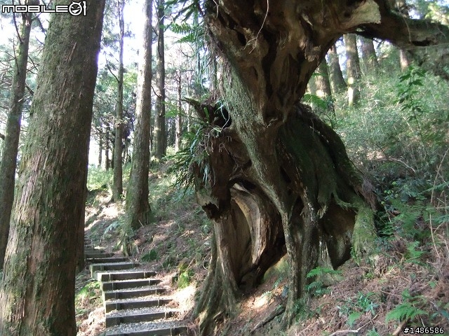 賞櫻花
