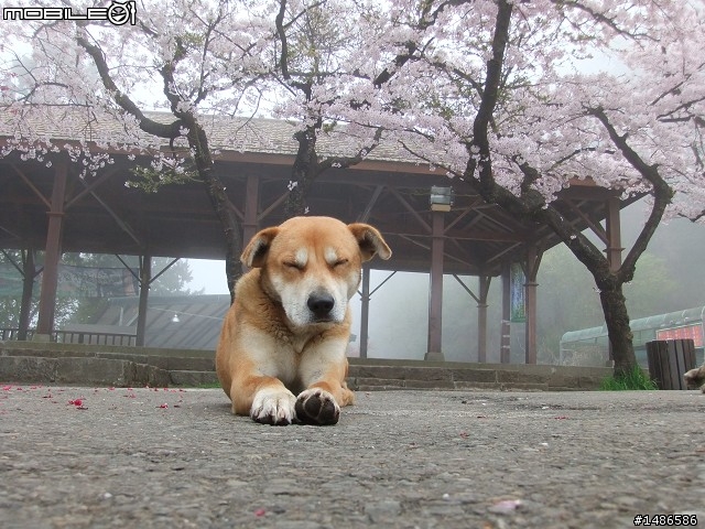 賞櫻花