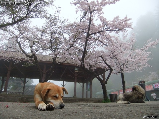 賞櫻花
