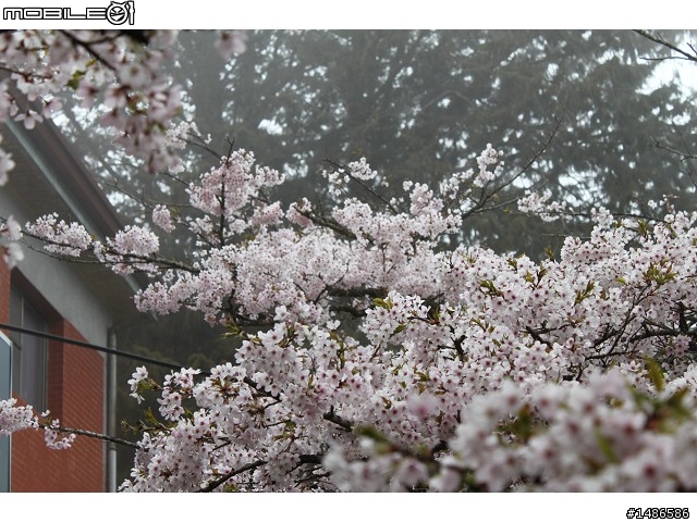賞櫻花