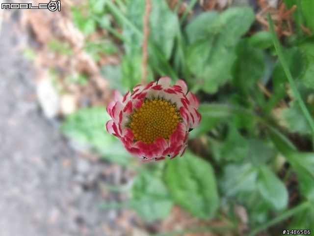 賞櫻花