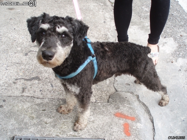 【花蓮市】黑色雪納瑞弟弟 迷路 找家 (有圖)歡迎轉po